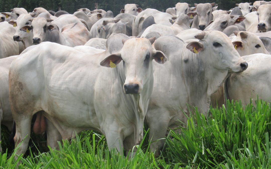 Comercialização de bovinos vivos pelos Portos de São Paulo