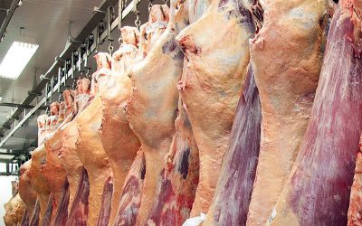 Crescem exportações de carne bovina