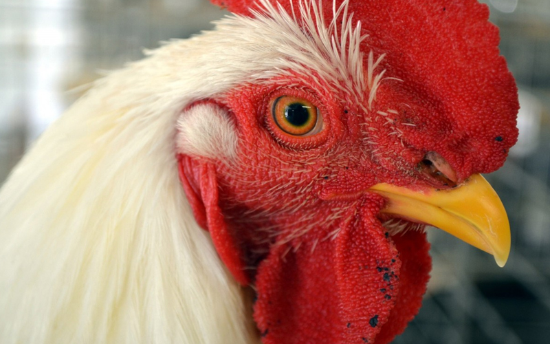 Trouw Nutrition destaca controle de Salmonella e nutrição de precisão para avicultura no IX Encontro Técnico Avícola, em Maringá (PR)