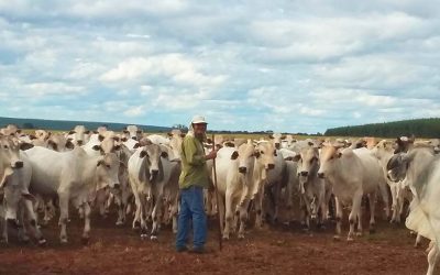 Rodolfo Endres, associado da ASSOCON, tem expectativas positivas para a pecuária no segundo semestre