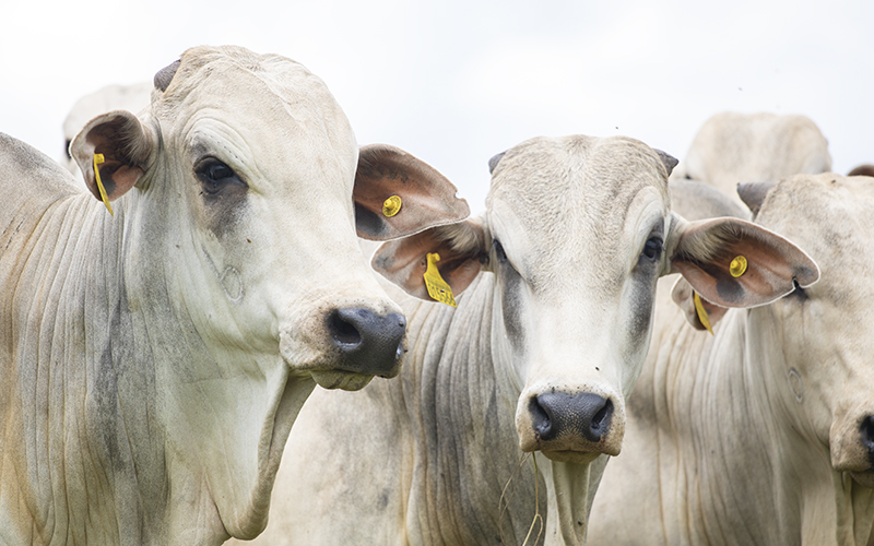 Boehringer Ingelheim Saúde Animal leva conhecimento de mercado aos pecuaristas durante a 2ª Beef Day