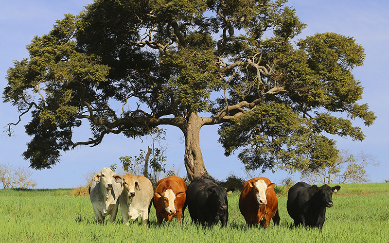 Casa Branca Agropastoril venderá 300 fêmeas e touros selecionados das raças Angus, Brahman e Simental, nos dias 7 e 8 de setembro, em MG