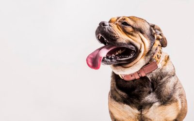 Tratamento de osteoartrite oferece mais qualidade de vida aos cães