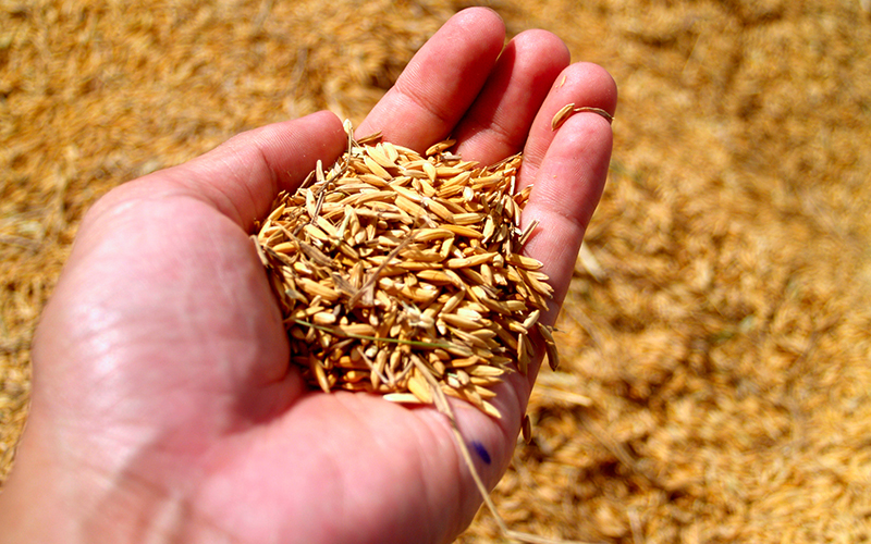 Inovações tecnológicas: Arysta destaca soluções para tratamento de sementes no SuperAgro 2019