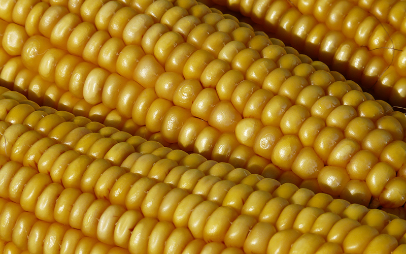 Nutrição inovadora: Arysta LifeScience leva soluções para milho no segundo Dia de Campo de Verão da I.Riedi em Toledo (PR)