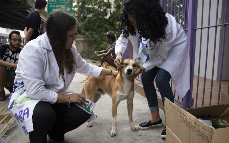 Boehringer Ingelheim Saúde Animal e Ampara Animal unem-se para ajudar cães de rua em São Paulo