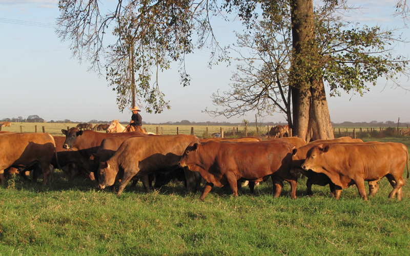 Parceria entre Trouw Nutrition e pesquisadores avalia aumento de marmoreio na produção de carne bovina de qualidade