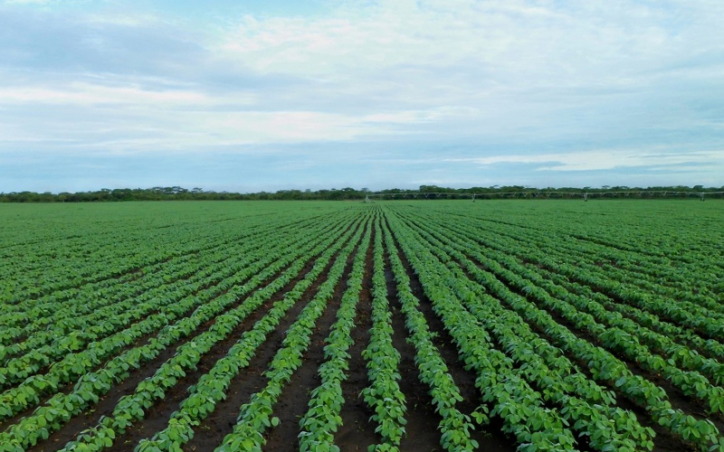 Brandt destaca resultados de produtividade e qualidade das culturas agrícolas no dia de campo verão da Cooperativa Agrária, em Guarapuava (PR)