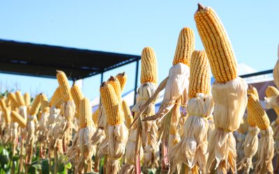 Nitrogênio no milho: nutriente essencial para elevar a produtividade do grão