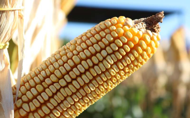 Nutrição com enxofre e potássio potencializa desenvolvimento do milho