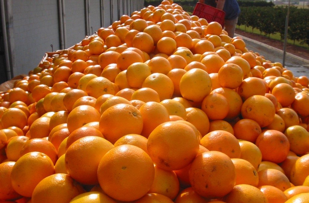 Alta produtividade dos citros é tema central de atuação da Belgo na 20ª Feacoop, em Bebedouro (SP)