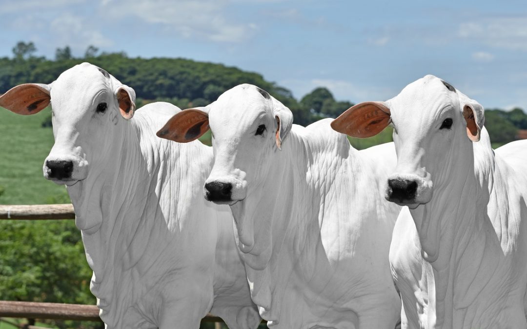 Fazenda Canaã leiloará animais Nelore de alta qualidade genética nos dias 2 e 3 de agosto
