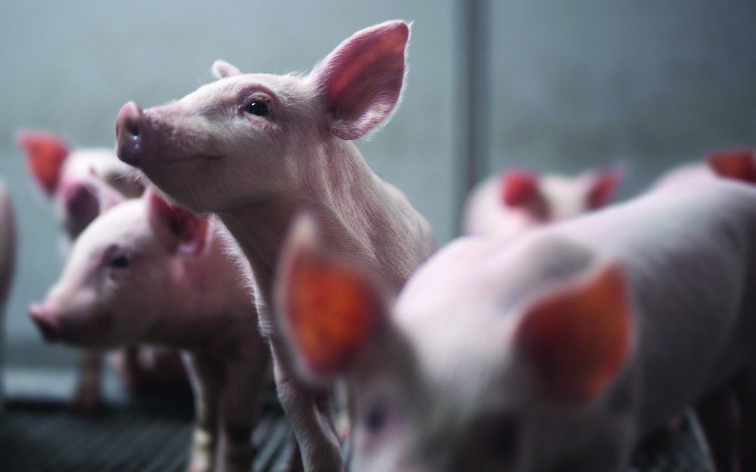 Ceva Saúde Animal irá doar uma tonelada e meia de carne suína com a ação Ajuda de Ponta a Ponta realizada no Brasil Sul de Suinocultura