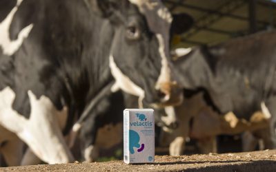 Facilitador de secagem de leite da Ceva pode aumentar produção em até 10 dias, relata produtor