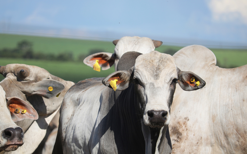 Práticas de manejo racional têm efeito positivo na produtividade de bovinos