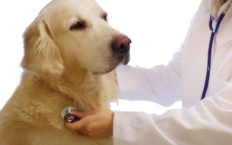 Medicina Preventiva: entenda o Alzheimer Canino
