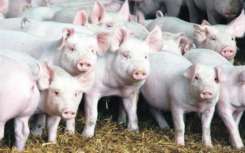 Ceva apresenta soluções veterinárias para suínos no XIX Congresso Nacional Abraves