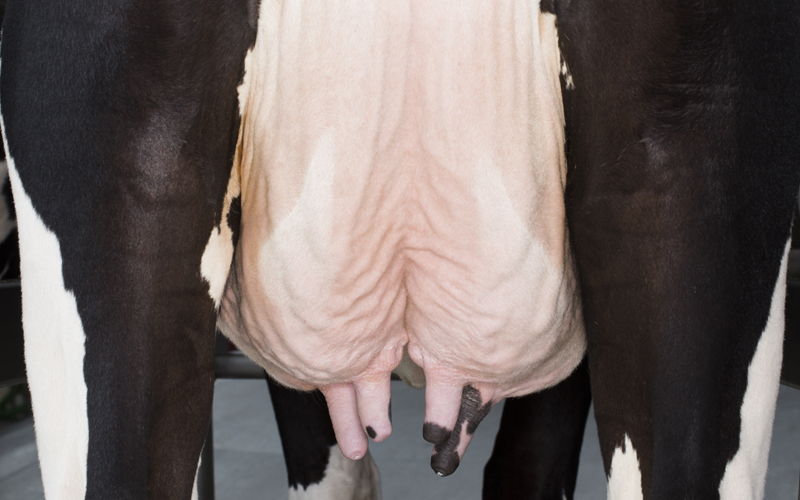 Estudo no Journal of Dairy Science comprova que Velactis reduz o gotejamento de leite e o risco de mastites em vacas