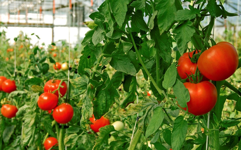 Deficiência de nutrientes é desafio para produtores de tomate, alerta gerente da Brandt do Brasil