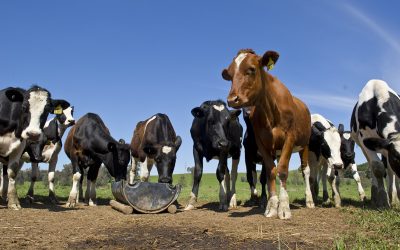 Úlcera do úbere é mais comum no verão e prejudica bem-estar e rendimento das vacas