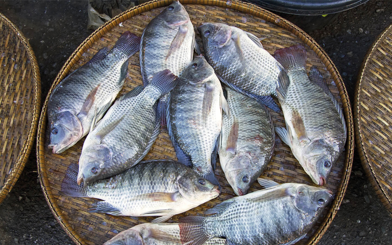Definição dos aditivos alimentares para pescado aumentará oferta de produtos derivados, informa Peixe BR