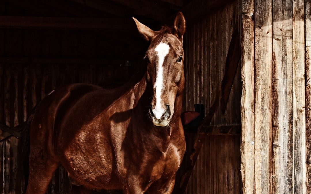 Habronemose reduz o valor comercial do cavalo e impacta negativamente no bem-estar desse animal, alerta gerente da Ceva Saúde Animal