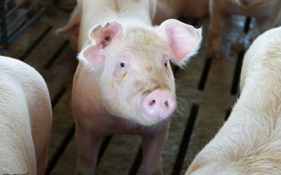 Biosseguridade dentro e fora da granja favorece redução de antibióticos na suinocultura