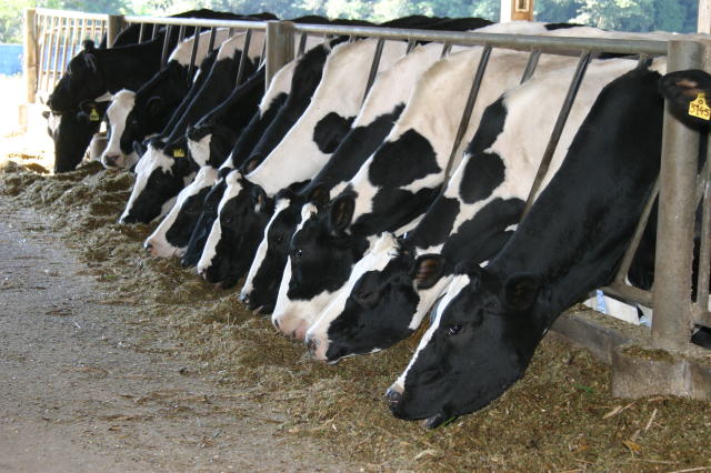 Por que suplementar vacas leiteiras com cobre e zinco