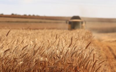 A atenção dos produtores aos desafios fitossanitários do trigo