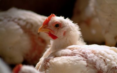 Medidas de biosseguridade contribuem para redução do uso de antibióticos em aves de corte no Reino Unido