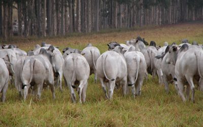 Megaleilão Nelore CFM oferta 650 touros com frete grátis para vários estados