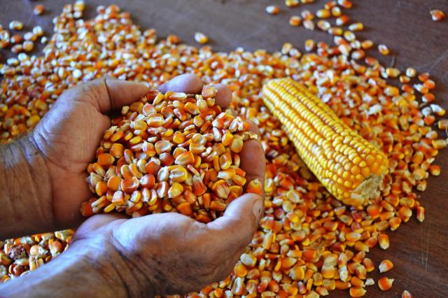 Webinar destaca a importância do controle de aflatoxina em grãos