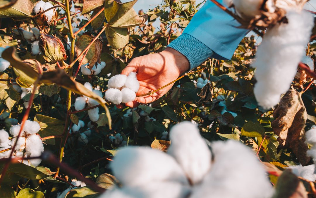 Perfil do solo e tecnologia são decisivos para a cultura do algodão