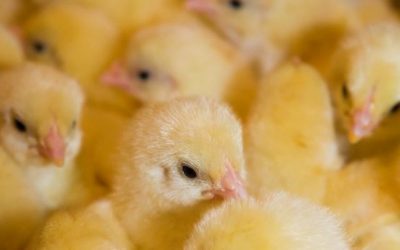 Resposta imune de aves está associada ao equilíbrio da microbiota intestinal