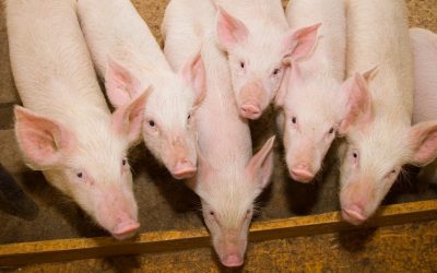 Entender o comportamento animal contribui para redução de antibióticos na suinocultura