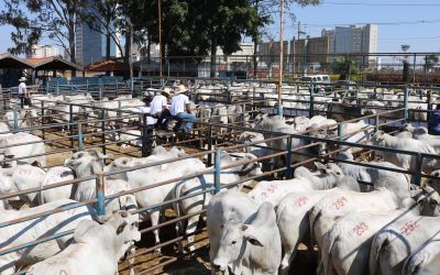 CFM venderá 400 reprodutores Nelore CEIP em 05.10 pelo sistema BullTrade, com valor indexado à arroba do boi gordo