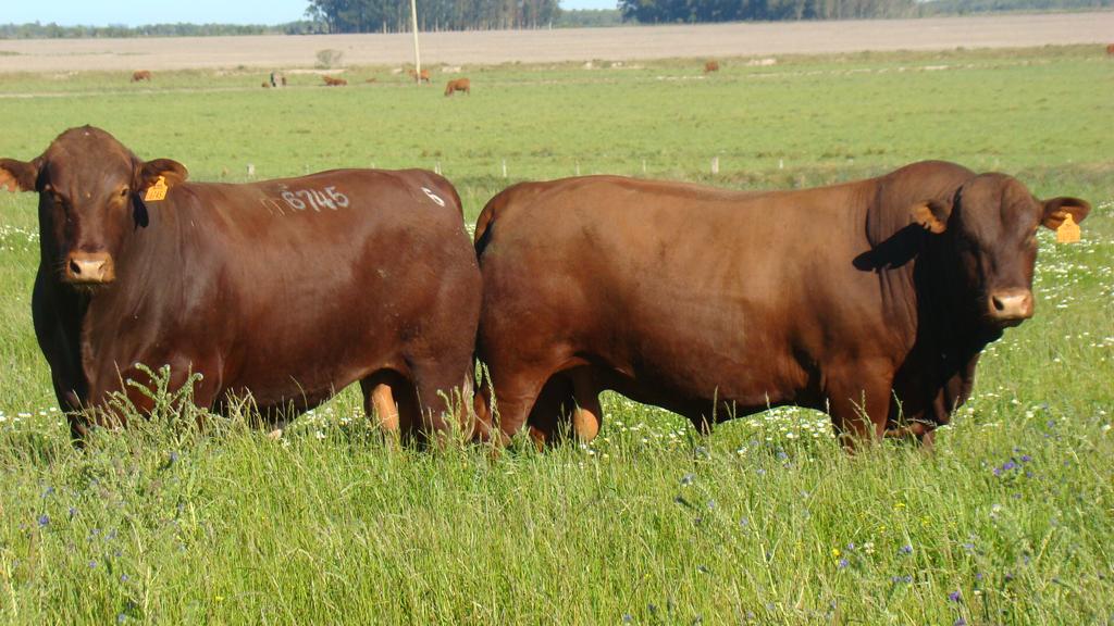Programa Montana vende 45 touros a média de R$ 12,5 mil na segunda edição do leilão De Olho Na Fazenda