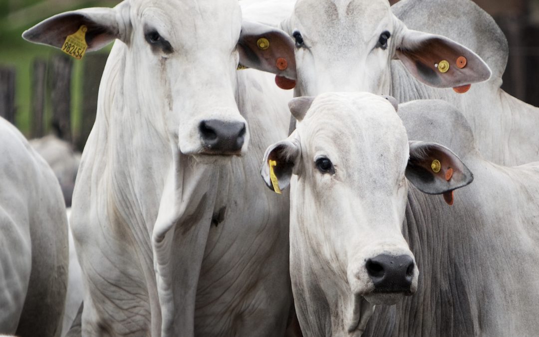 Encurtar o tempo de permanência dos bovinos da fazenda proporciona maior retorno econômico para o pecuarista