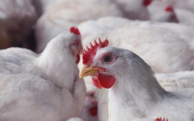 Suplementação mineral: essencial para um bom desenvolvimento dos frangos de corte