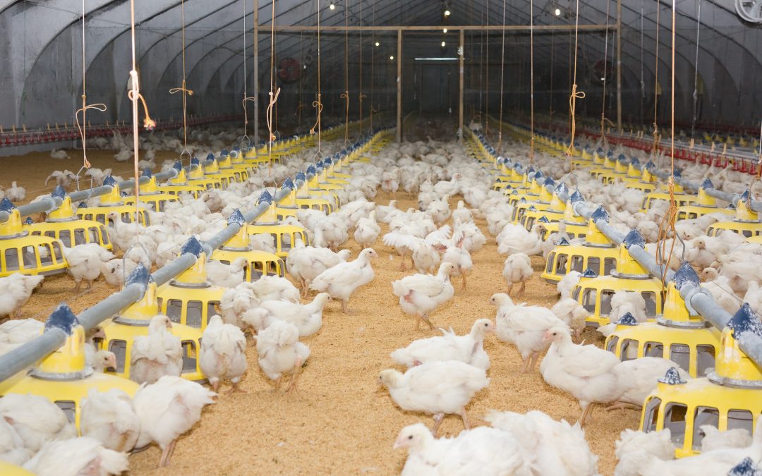 Temperaturas altas afetam o consumo de ração em frangos de corte