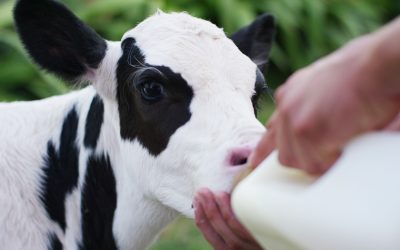 Desenvolvimento das bezerras leiteiras exige fornecimento de sucedâneos lácteos de alta qualidade