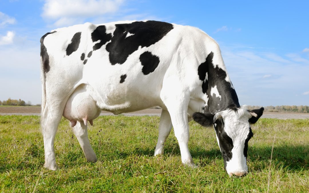 Pecuária leiteira pode ser mais sustentável e produtiva com suplementação à base de hidroximinerais