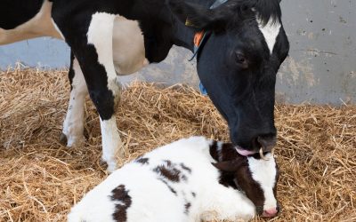 Tempo de recuperação no pós-parto é crucial para o controle da hipocalcemia em vacas de leite