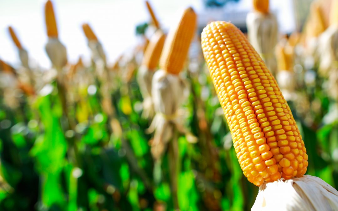 Micotoxina fumonisina, presente no milho, é o maior risco para as rações animais, aponta pesquisa global da Biomin