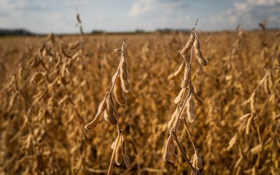 BRANDT do Brasil leva tecnologias para a soja aos Dias de Campo da Agrotécnica Buriti no estado de Goiá