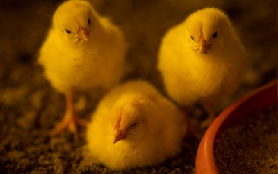 Nutrição de qualidade contribui para a produtividade na avicultura sem o uso de antibióticos