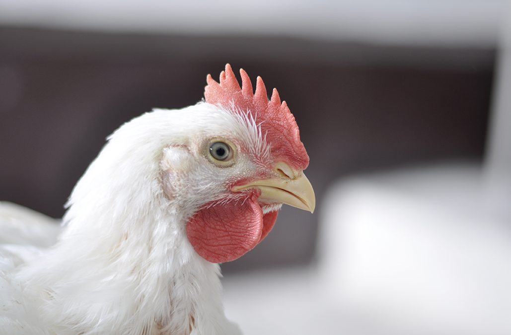 Phibro Saúde Animal lança vacina contra Salmonella dos sorogrupos B, C e D em aves
