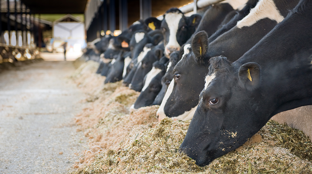 Pecuária responsável: aditivo melhora a saúde do rúmen de vacas leiteiras, permitindo maior eficiência na produção e menor perda de energia