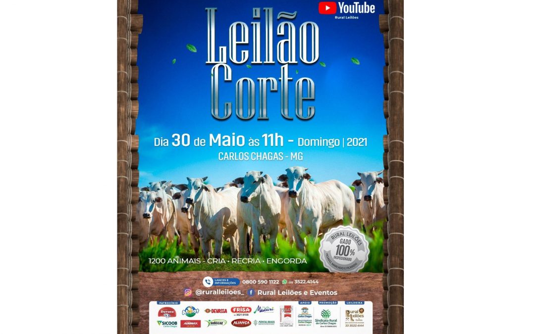 Leilão Corte terá grande oferta de gado Nelore comercial