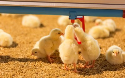 É preciso ter segurança na escolha de probióticos de qualidade para alimentação das aves de corte e de postura
